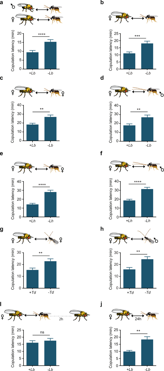 Sight Of Parasitoid Wasps Accelerates Sexual Behavior And Upregulates A Micropeptide Gene In Drosophila Nature Communications