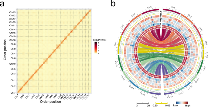 Fig. 1: Overview of the M. lutarioriparius genome assembly.