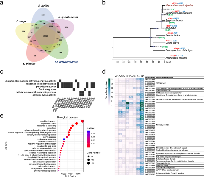 Fig. 4: Comparative genomics of gene family of M. lutarioriparius.