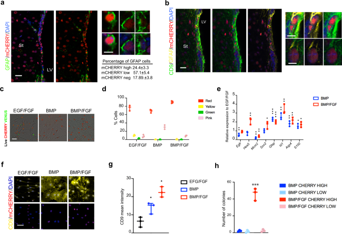 Fig. 1: Quiescence NSCs express high levels of the Cdt1 red Fucci reporter in vivo.