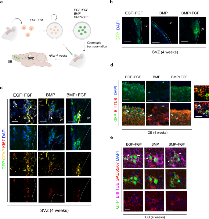Fig. 3: Quiescence NSCs allow long term regeneration.