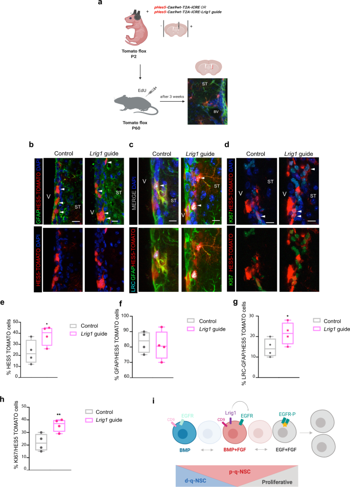 Fig. 7: LRIG1 control proliferation in the SVZ.