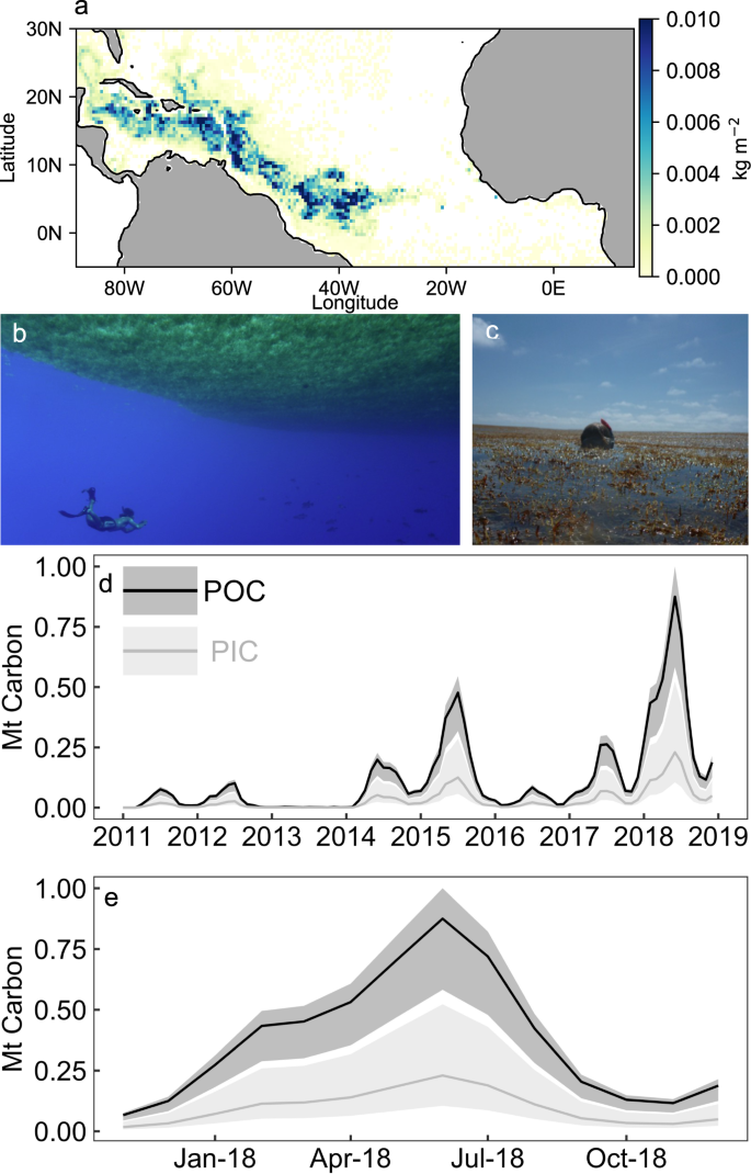 Testing the climate intervention potential of ocean afforestation using the  Great Atlantic Sargassum Belt