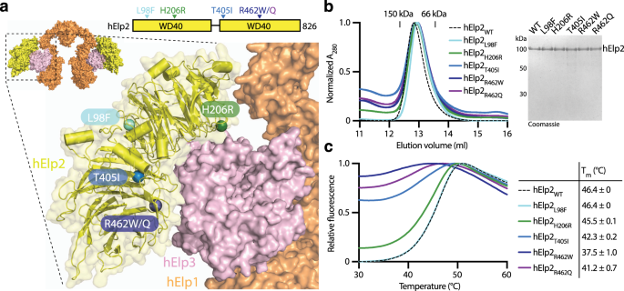 Elp2 Mutations Perturb The Epitranscriptome And Lead To A Plex Neurodevelopmental Phenotype Nature Munications