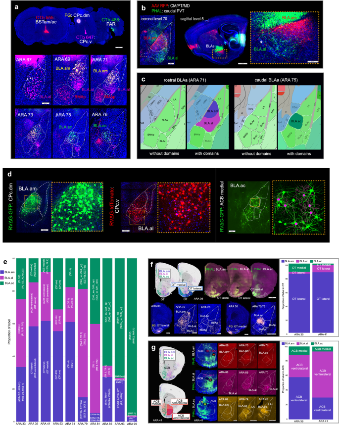 Connectivity characterization the mouse amygdalar complex Nature Communications