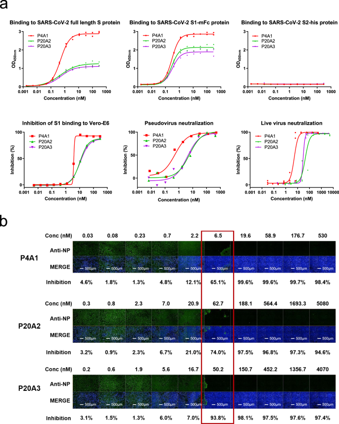 A Sars Cov 2 Neutralizing Antibody With Extensive Spike Binding Coverage And Modified For Optimal Therapeutic Outcomes Nature Communications