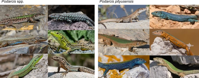 https://media.springernature.com/lw685/springer-static/image/art%3A10.1038%2Fs41467-021-22949-9/MediaObjects/41467_2021_22949_Fig1_HTML.png?as=webp