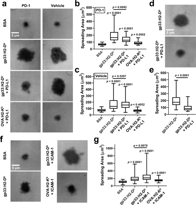 PD-1 suppresses TCR-CD8 cooperativity during T-cell antigen recognition |  Nature Communications