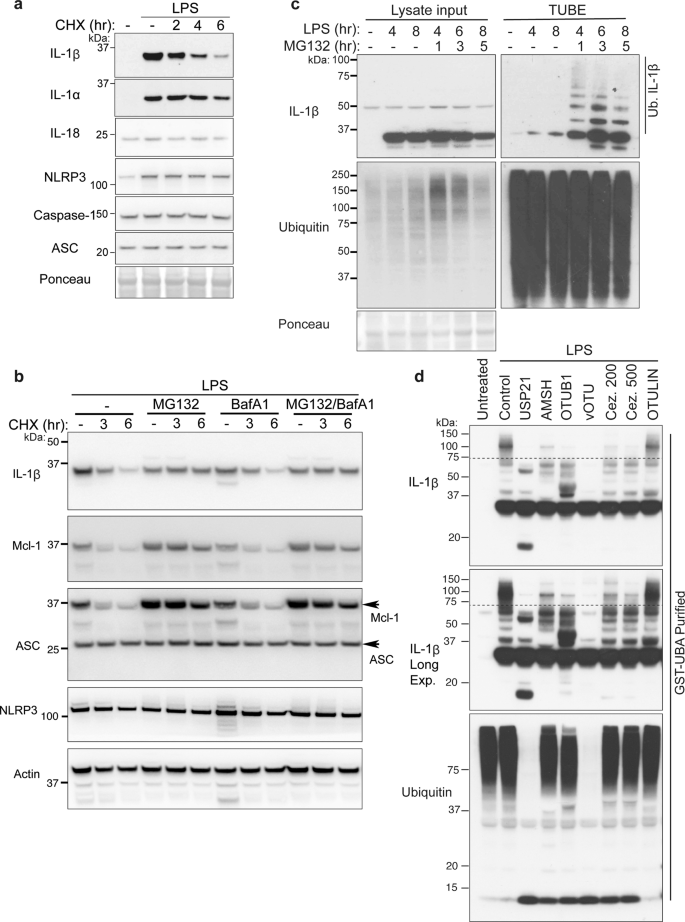 The ubiquitylation of IL-1β limits its cleavage by caspase-1 and targets it  for proteasomal degradation