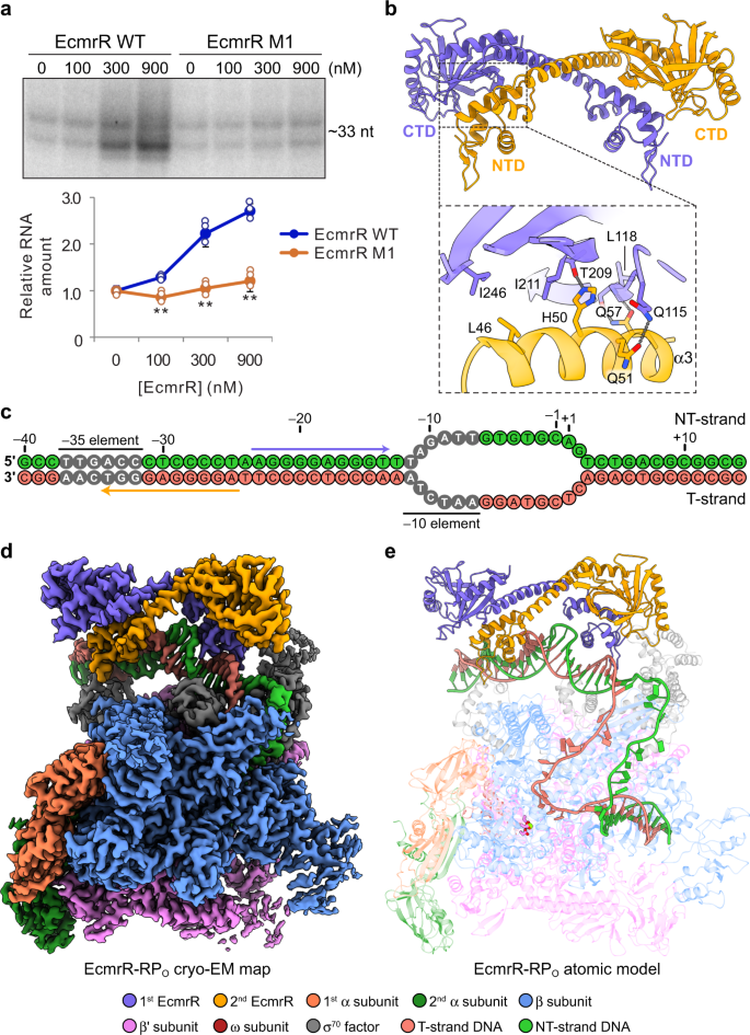 Structural visualization of transcription activated by a multidrug-sensing  MerR family regulator | Nature Communications