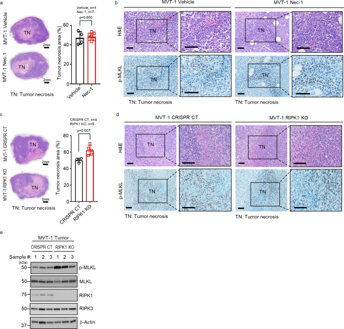 Fig. 1: RIPK1 is not required for MVT-1 mammary tumor necroptosis.