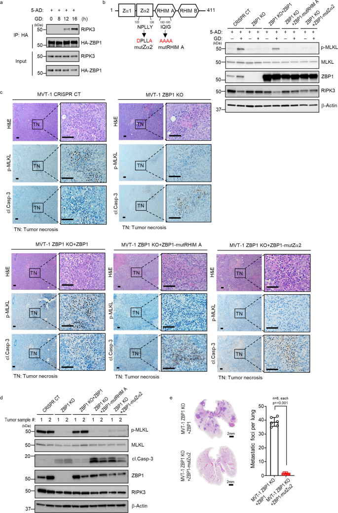 Fig. 5: The Z-DNA binding domain 2 (Zα2) of ZBP1 is critical for mediating tumor necroptosis.