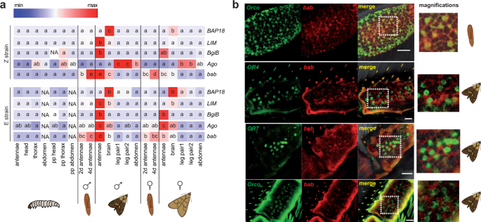 Fig. 1: Tissue-specific and cell-specific gene expression.