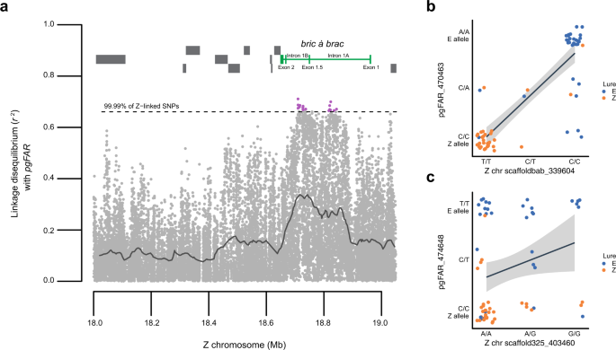 Fig. 4: Linkage disequilibrium between the autosomal gene controlling female pheromone blend (pgFAR) and the Z chromosome.