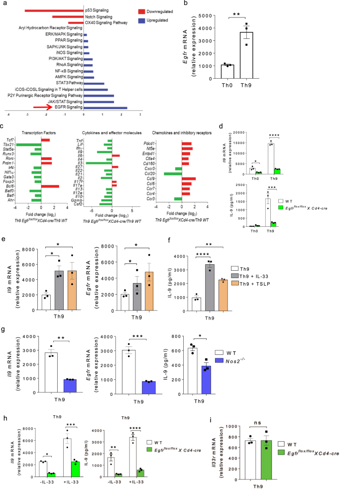 Fig. 1: EGFR pathway is essential for Th9 cell differentiation.