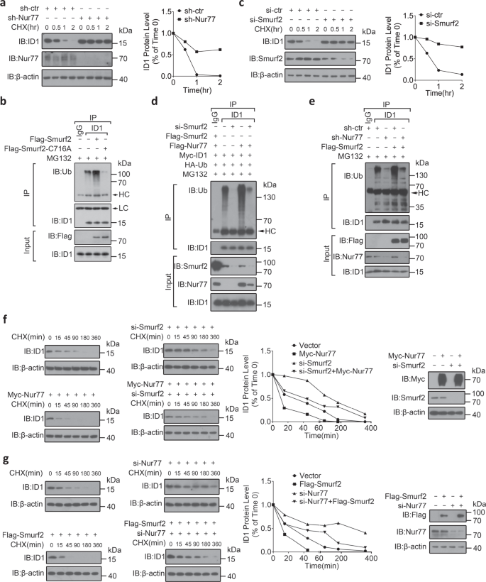 Interplay Between Transforming Growth Factor B And Nur77 In Dual Regulations Of Inhibitor Of Differentiation 1 For Colonic Tumorigenesis Nature Communications