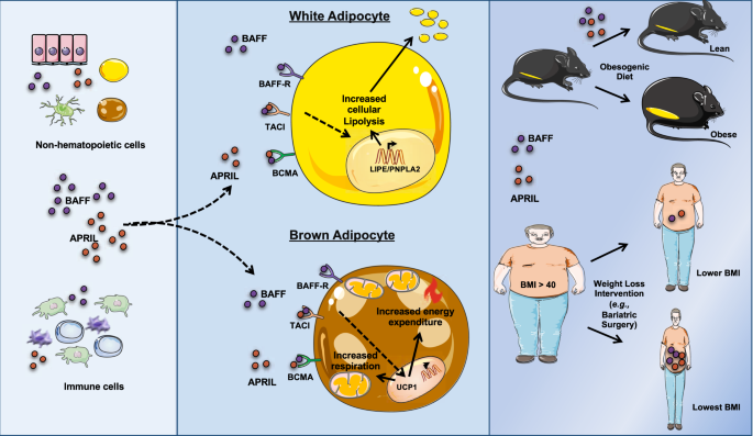 Fig. 8: BAFF and APRIL axis regulates adipose tissue/adipocyte function and body weight gain.