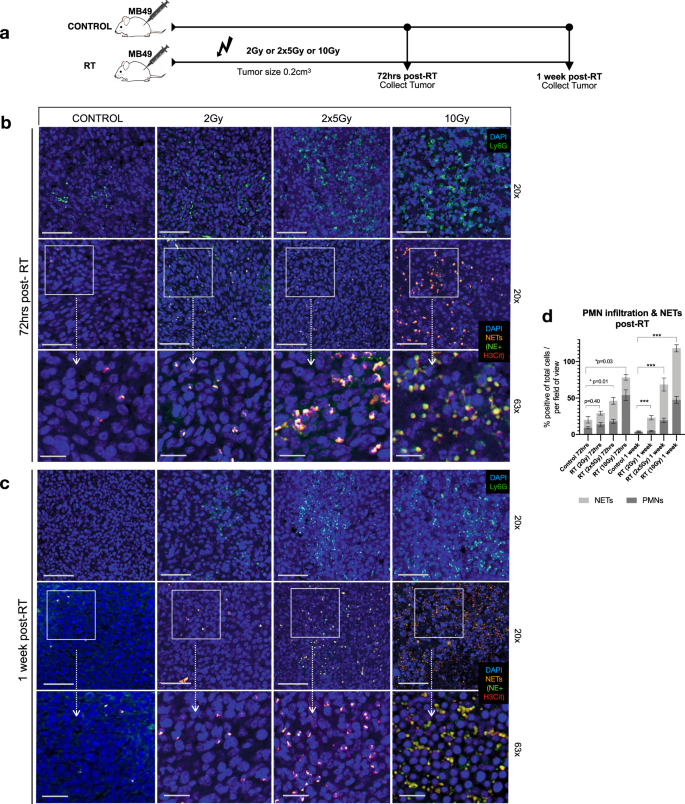 Fig. 1: Radiation induces NET formation in murine MB49 tumors.