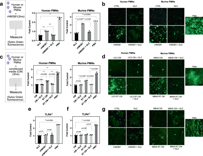 Fig. 3: HMGB1 promotes NET formation through TLR4.