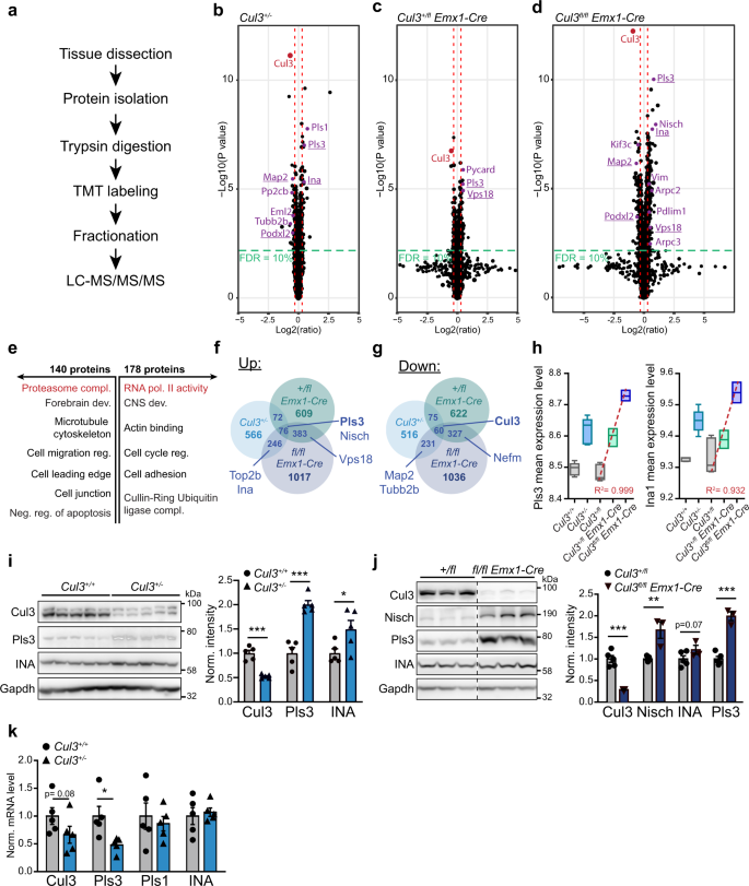 Cul3 Regulates Cytoskeleton Protein Homeostasis And Cell Migration During A Critical Window Of Brain Development Nature Communications