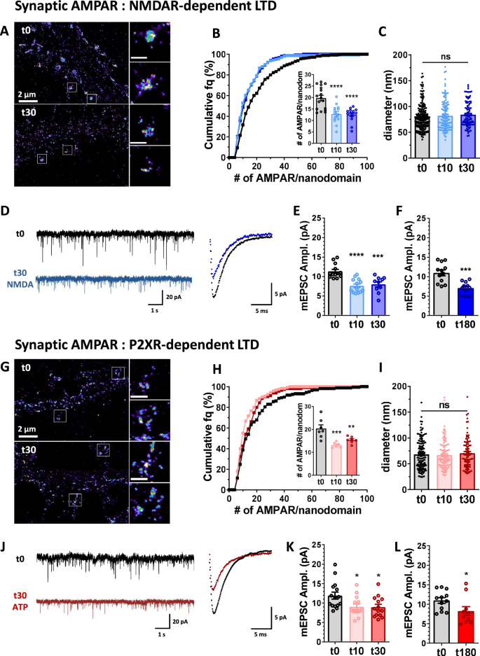 NMDAR-dependent long-term depression is associated with increased short term  plasticity through autophagy mediated loss of PSD-95 | Nature Communications