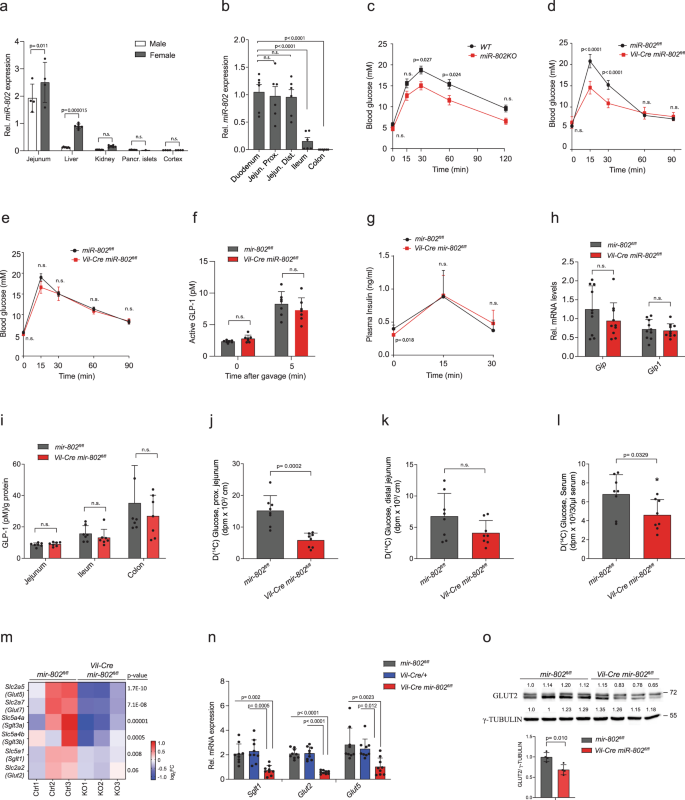 Fig. 1: miR-802 regulates glucose absorption in the small intestine.
