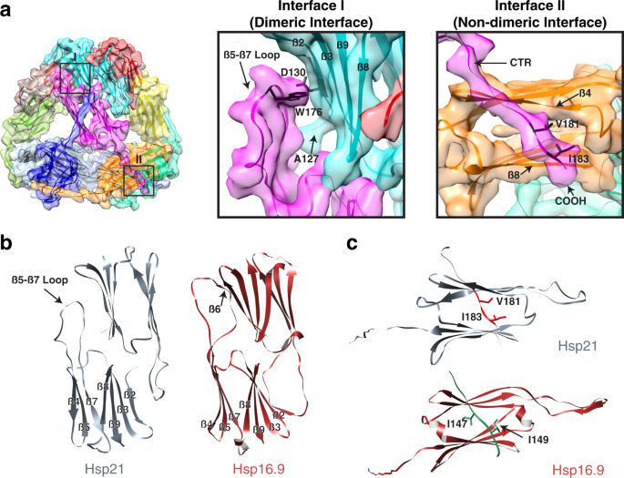 Fig. 3: Structure of the Hsp21 dodecamer, molecular details of Hsp21 oligomerization and comparison to Triticum aestivum Hsp16.9.