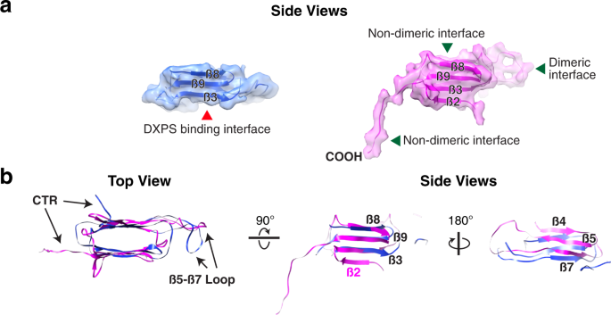 Fig. 4: Structure comparison between Hsp21 monomers from Hsp21-DXPS and the Hsp21 dodecamer.
