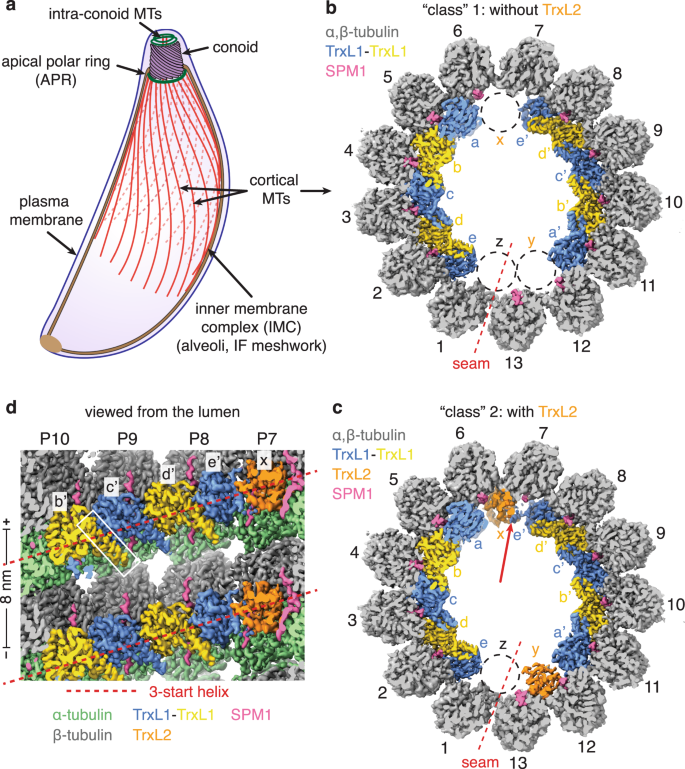 Cryo-EM structure of cortical microtubules from human parasite Toxoplasma  gondii identifies their microtubule inner proteins | Nature Communications