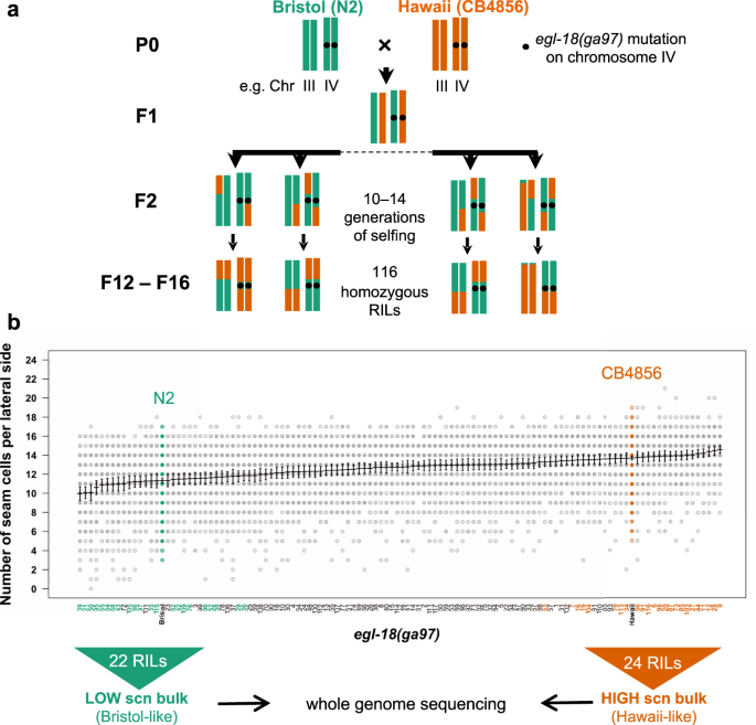 Cryptic Genetic Variation In A Heat Shock Protein Modifies The Outcome Of A Mutation Affecting Epidermal Stem Cell Development In C Elegans Nature Communications