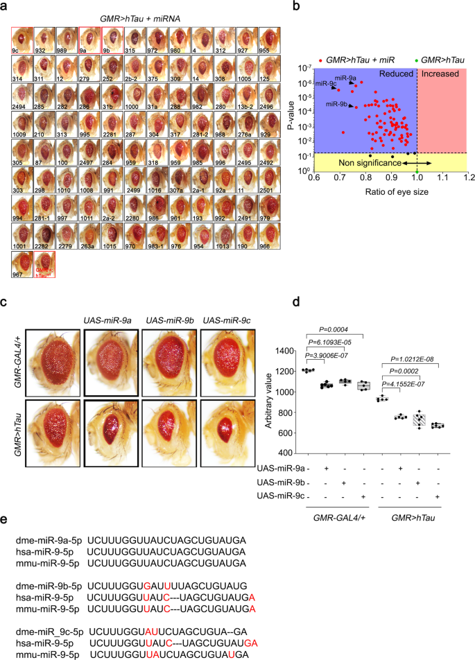 UBE4B, a microRNA-9 target gene, promotes autophagy-mediated Tau  degradation | Nature Communications