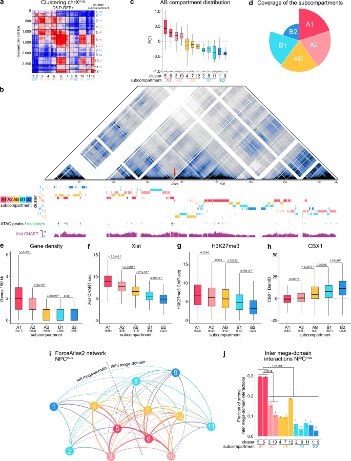 Chromosome Compartments On The Inactive X Guide Tad Formation Independently Of Transcription During X Reactivation Nature Communications Chromosome Compartments On The Inactive X Guide Tad Formation Independently Of Transcription During X Reactivation Nature Communications