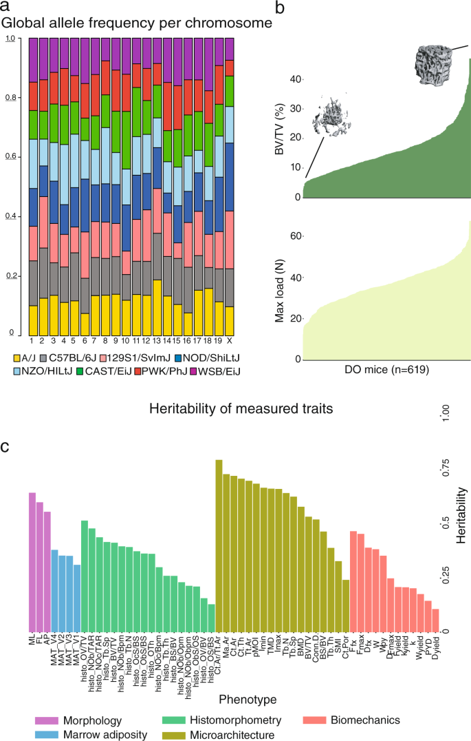 Fig. 2: Characterization of the experimental Diversity Outbred cohort.