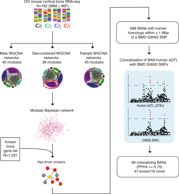 Fig. 3: Overview of the network approach used to identify genes potentially responsible for BMD GWAS loci.