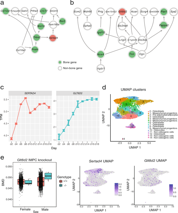 Fig. 4: Identifying SERTAD4 and GLT8D2 as putative regulators of BMD.