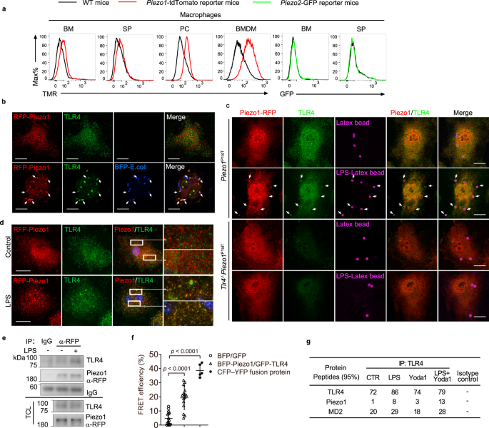 Fig. 1: Piezo1 is induced and associated with TLR4 upon infection.