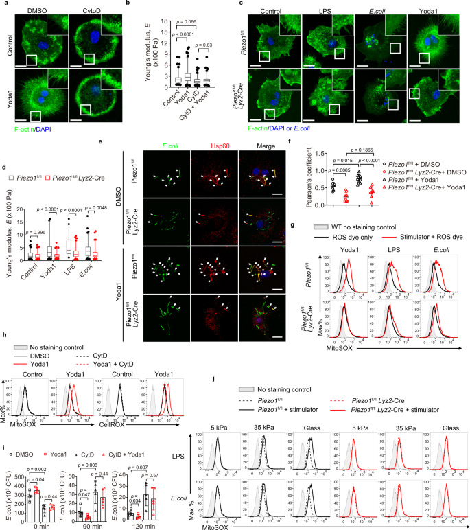 Fig. 3: Piezo1 is critical for cytoskeleton remodeling and ROS production.