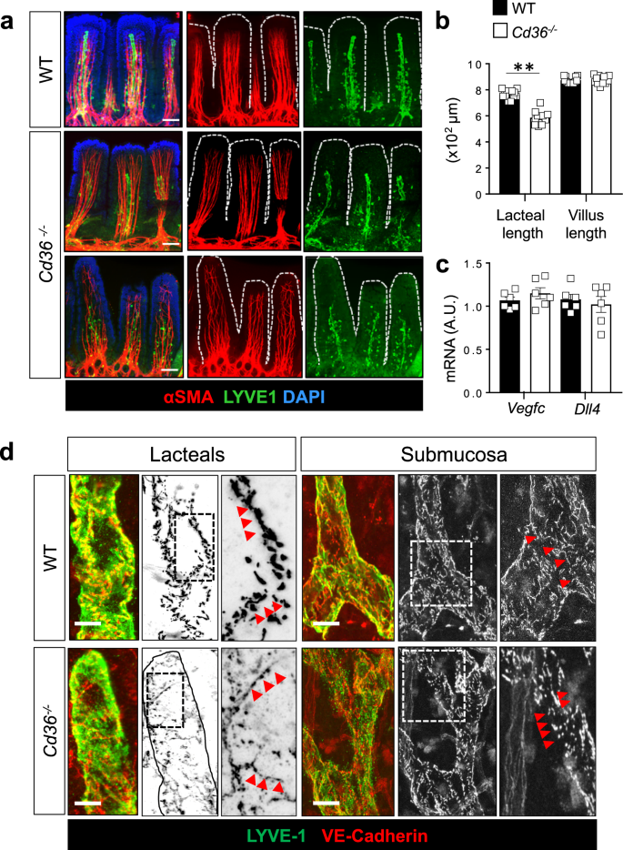 Fig. 2: Cd36−/− mice have shorter lacteals and disorganized VE-cadherin junctions.