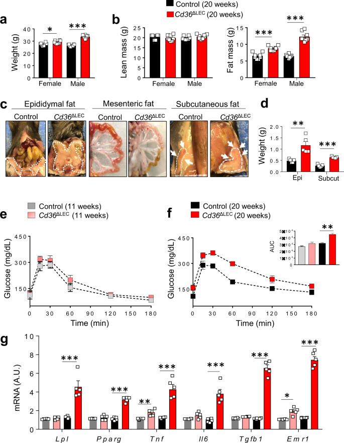 Fig. 3: Cd36ΔLEC mice develop spontaneous obesity and adipose tissue inflammation.