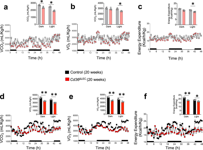 Fig. 4: Cd36ΔLEC mice have reduced energy balance.