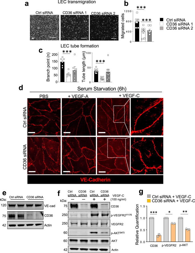 Fig. 8: CD36 deletion impairs lymphatic endothelial cell function, VE-cadherin morphology, and VEGFR2/AKT activation.