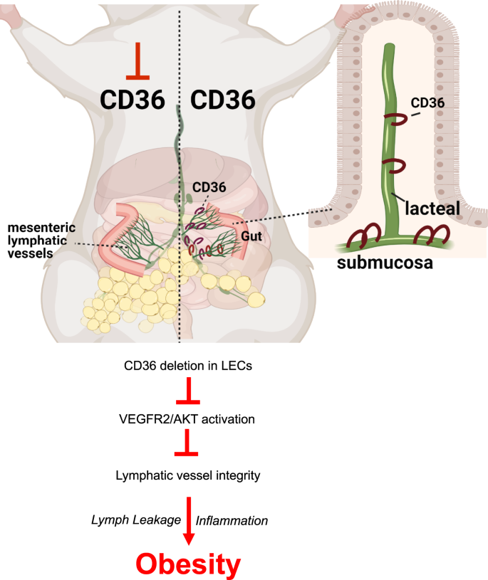 Fig. 9: CD36 deletion in lymphatic endothelial cells associates with obesity and glucose intolerance.