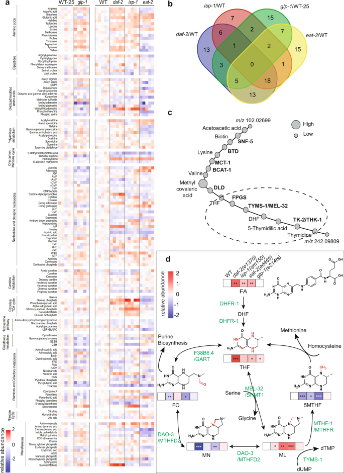 Regulation Of The One Carbon Folate Cycle As A Shared Metabolic Signature Of Longevity Nature Communications Regulation Of The One Carbon Folate Cycle As A Shared Metabolic Signature Of Longevity Nature Communications