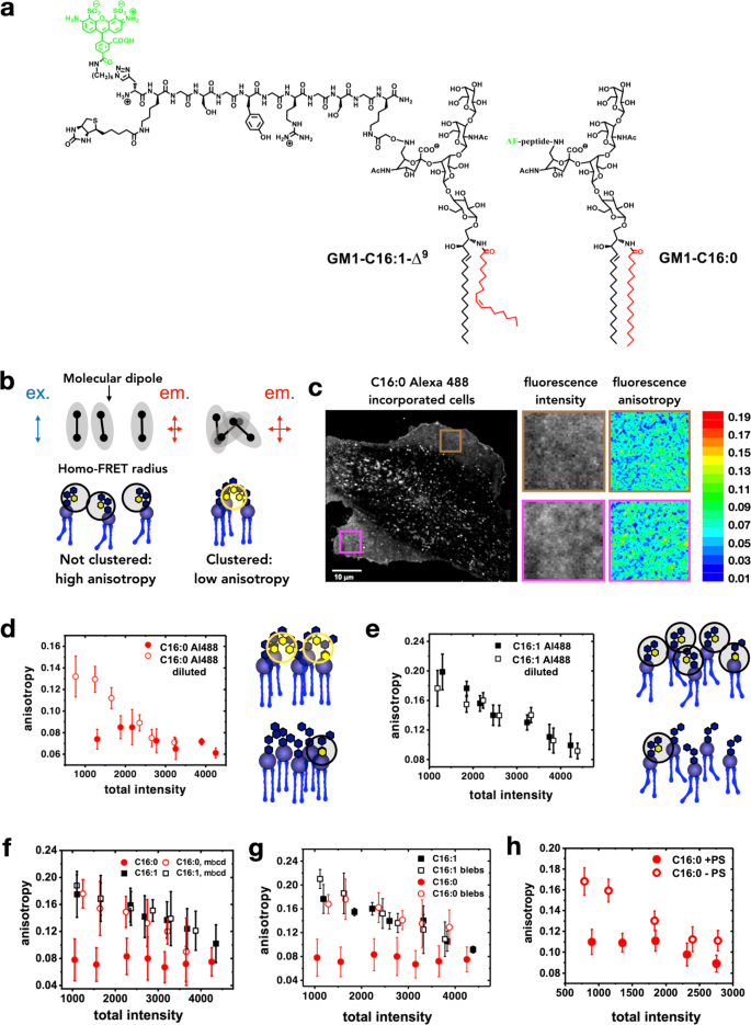 ceramide structure dictates glycosphingolipid nanodomain assembly and function nature communications