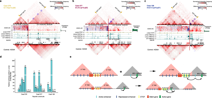Fig. 5: Translocation-mediated enhancer hijacking and ectopic HOXA gene expressions in T-ALLs.