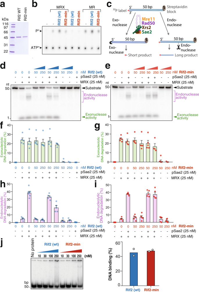 Inhibition of MRN activity by a telomere protein motif | Nature  Communications