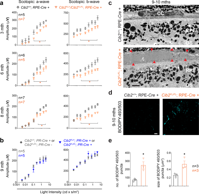 Fig. 2: Loss of CIB2 specifically from RPE, but not rod photoreceptors recapitulates age-related phenotype.
