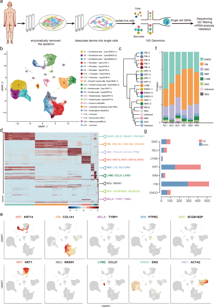 Single-cell RNA-seq reveals fibroblast heterogeneity and increased  mesenchymal fibroblasts in human fibrotic skin diseases | Nature  Communications