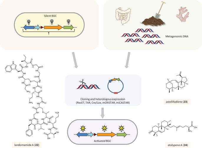 Plant biosynthetic gene clusters in the context of metabolic