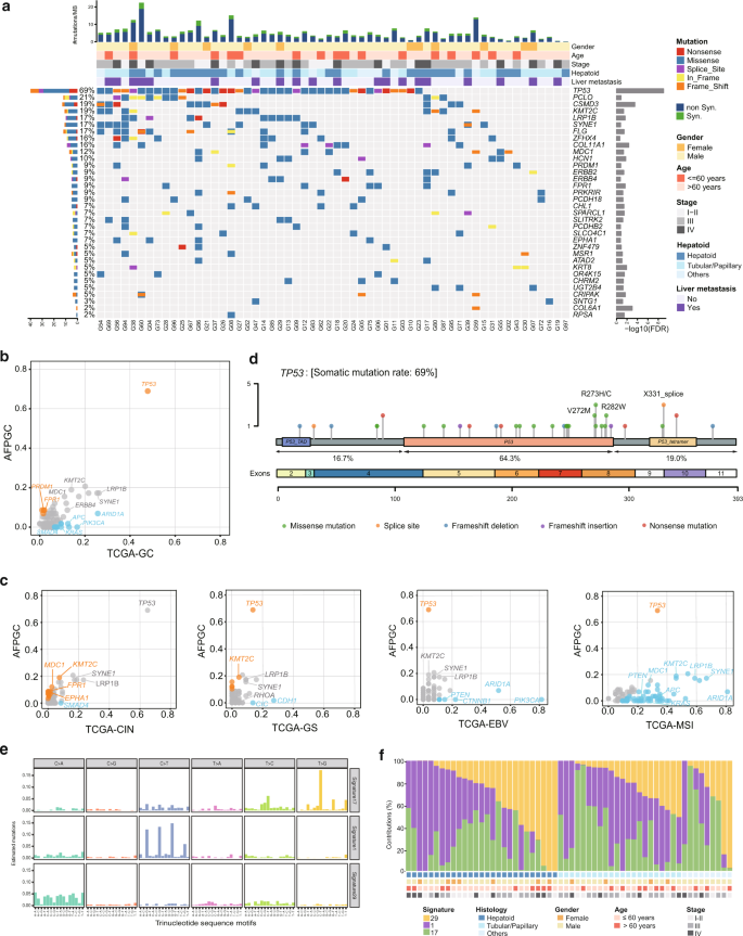 Fig. 1: The landscape of somatic mutations and mutational signatures of AFPGC.